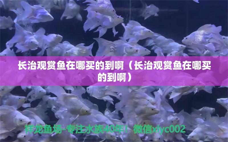 长治观赏鱼在哪买的到啊（长治观赏鱼在哪买的到啊）