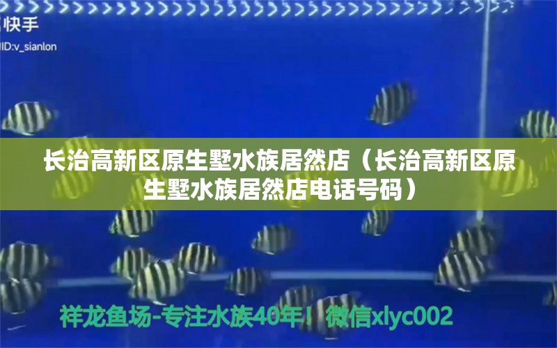 长治高新区原生墅水族居然店（长治高新区原生墅水族居然店电话号码）