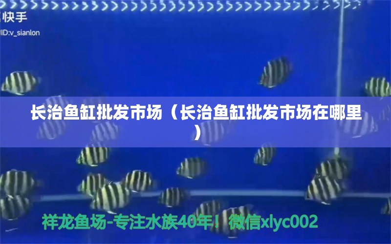 长治鱼缸批发市场（长治鱼缸批发市场在哪里） 观赏鱼水族批发市场