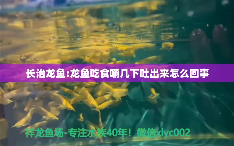 长治龙鱼:龙鱼吃食嚼几下吐出来怎么回事