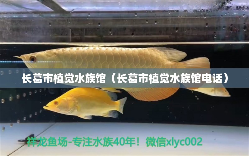 长葛市植觉水族馆（长葛市植觉水族馆电话）