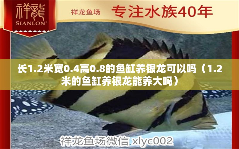 长1.2米宽0.4高0.8的鱼缸养银龙可以吗（1.2米的鱼缸养银龙能养大吗） 观赏鱼市场（混养鱼）