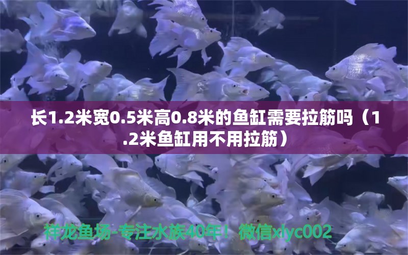 长1.2米宽0.5米高0.8米的鱼缸需要拉筋吗（1.2米鱼缸用不用拉筋） 鱼缸百科