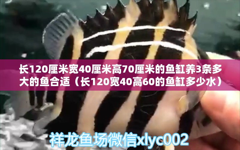 长120厘米宽40厘米高70厘米的鱼缸养3条多大的鱼合适（长120宽40高60的鱼缸多少水）