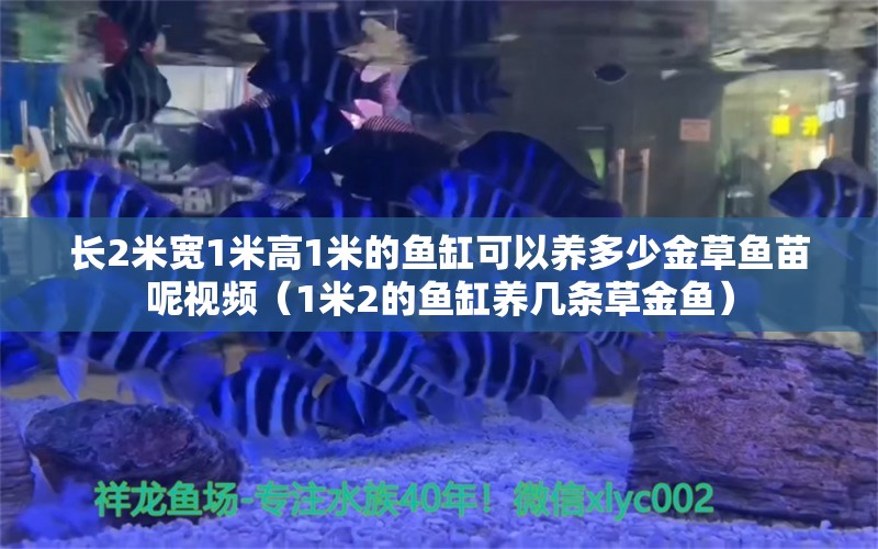 长2米宽1米高1米的鱼缸可以养多少金草鱼苗呢视频（1米2的鱼缸养几条草金鱼） 其他品牌鱼缸