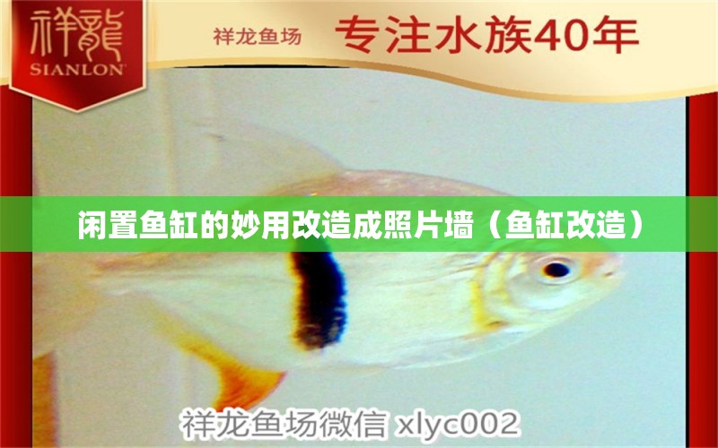 闲置鱼缸的妙用改造成照片墙（鱼缸改造） 祥龙水族医院