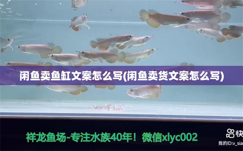 闲鱼卖鱼缸文案怎么写(闲鱼卖货文案怎么写) 名贵锦鲤鱼