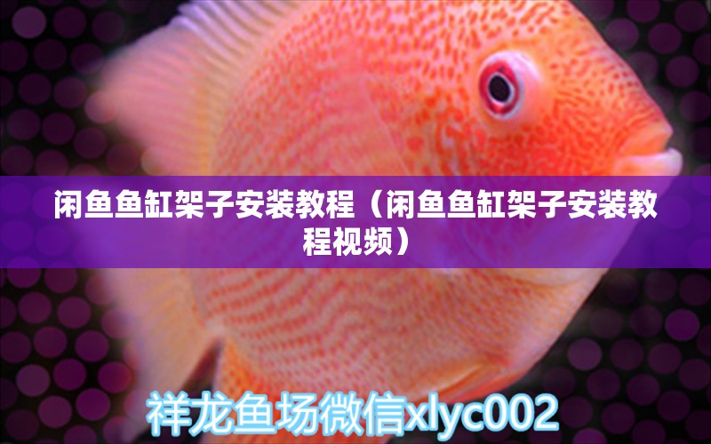 闲鱼鱼缸架子安装教程（闲鱼鱼缸架子安装教程视频） 祥龙水族医院