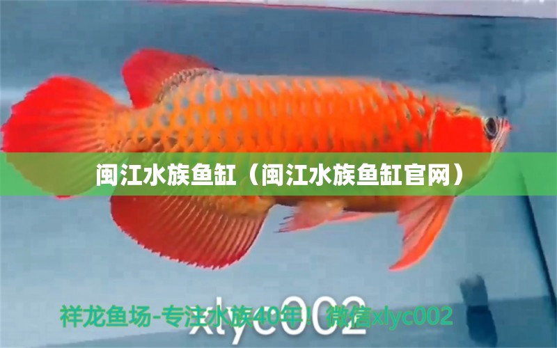 闽江水族鱼缸（闽江水族鱼缸官网） 量子养鱼技术