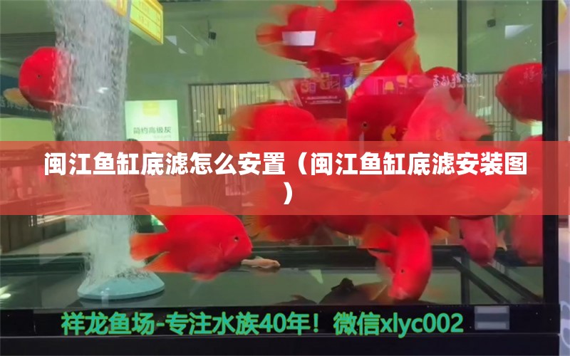 闽江鱼缸底滤怎么安置（闽江鱼缸底滤安装图） 祥龙水族医院