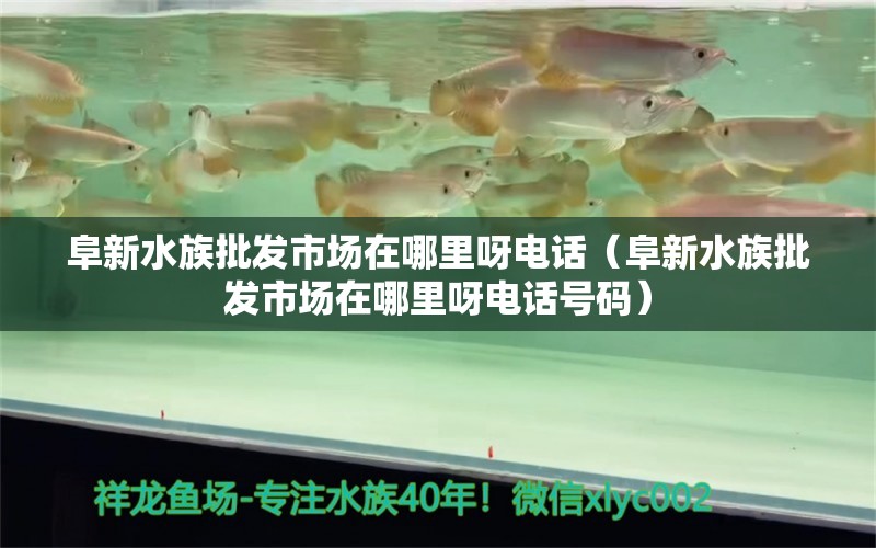 阜新水族批发市场在哪里呀电话（阜新水族批发市场在哪里呀电话号码）