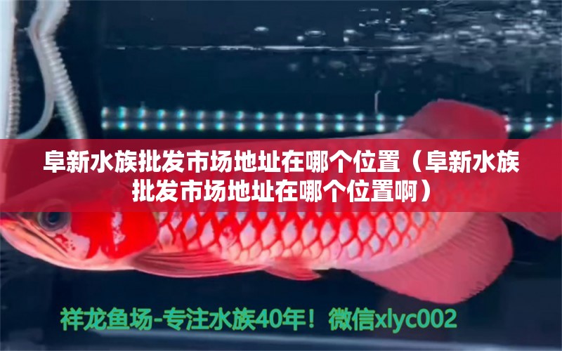 阜新水族批发市场地址在哪个位置（阜新水族批发市场地址在哪个位置啊）