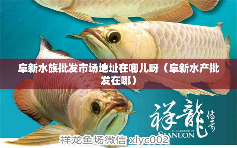 阜新水族批发市场地址在哪儿呀（阜新水产批发在哪）