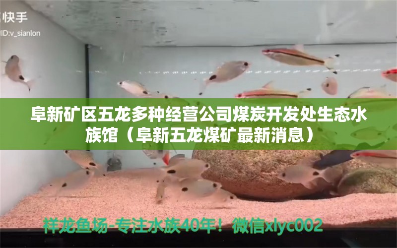 阜新矿区五龙多种经营公司煤炭开发处生态水族馆（阜新五龙煤矿最新消息）