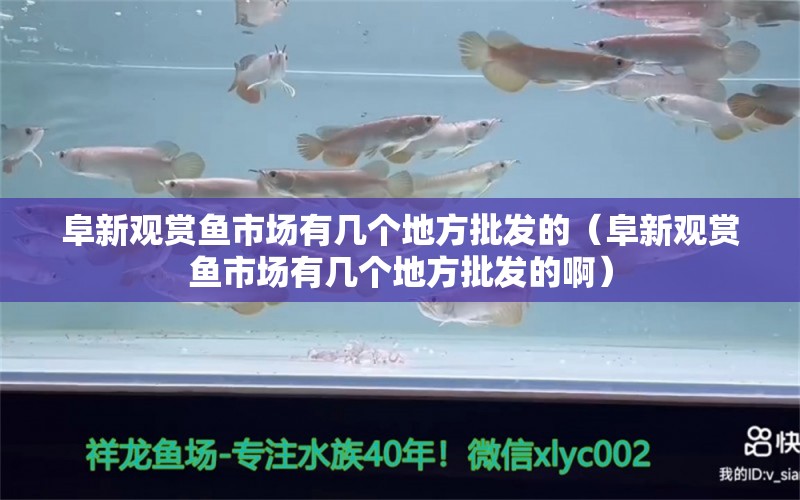 阜新观赏鱼市场有几个地方批发的（阜新观赏鱼市场有几个地方批发的啊）