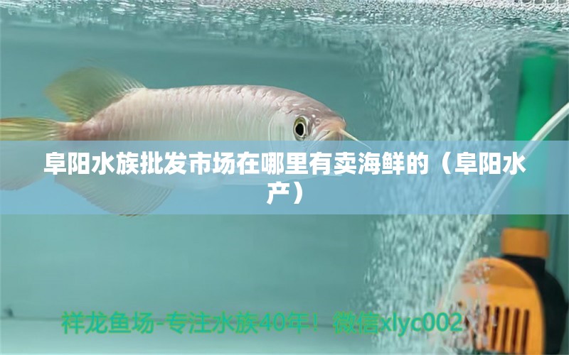 阜阳水族批发市场在哪里有卖海鲜的（阜阳水产） 观赏鱼水族批发市场