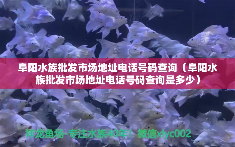 阜阳水族批发市场地址电话号码查询（阜阳水族批发市场地址电话号码查询是多少）