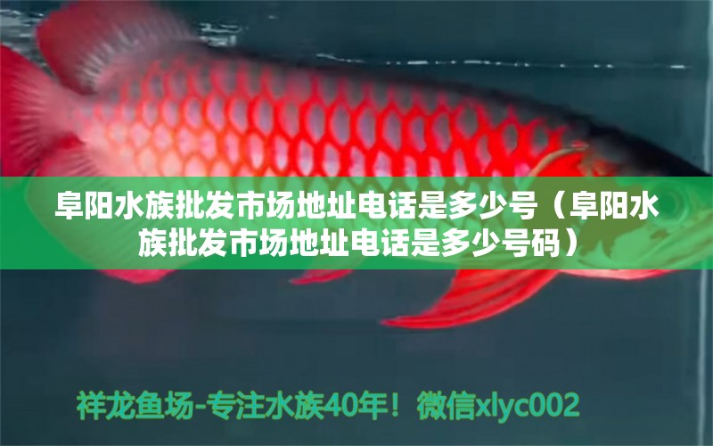 阜阳水族批发市场地址电话是多少号（阜阳水族批发市场地址电话是多少号码）