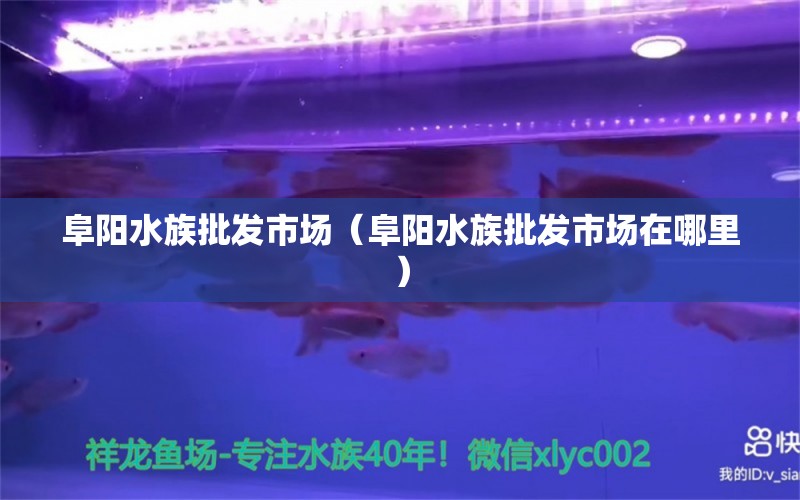 阜阳水族批发市场（阜阳水族批发市场在哪里）