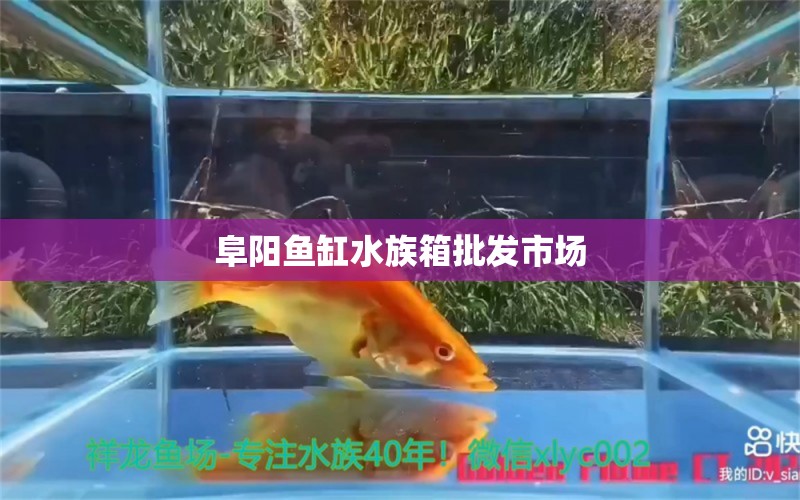 阜阳鱼缸水族箱批发市场