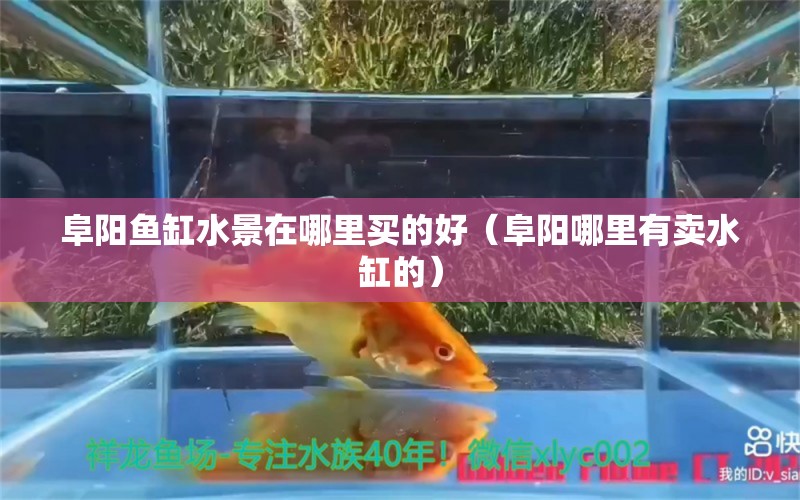 阜阳鱼缸水景在哪里买的好（阜阳哪里有卖水缸的）