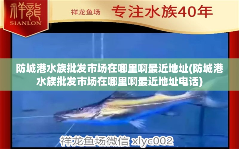 防城港水族批发市场在哪里啊最近地址(防城港水族批发市场在哪里啊最近地址电话) 观赏鱼水族批发市场