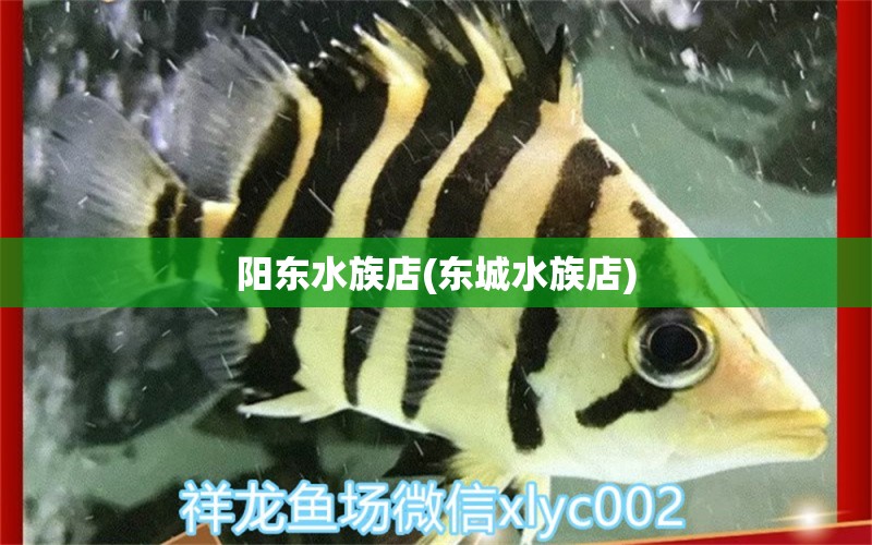 阳东水族店(东城水族店)