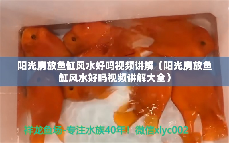 阳光房放鱼缸风水好吗视频讲解（阳光房放鱼缸风水好吗视频讲解大全） 鱼缸风水