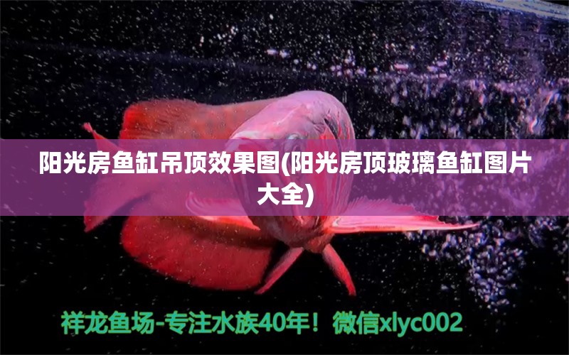 阳光房鱼缸吊顶效果图(阳光房顶玻璃鱼缸图片大全) 水族灯（鱼缸灯）