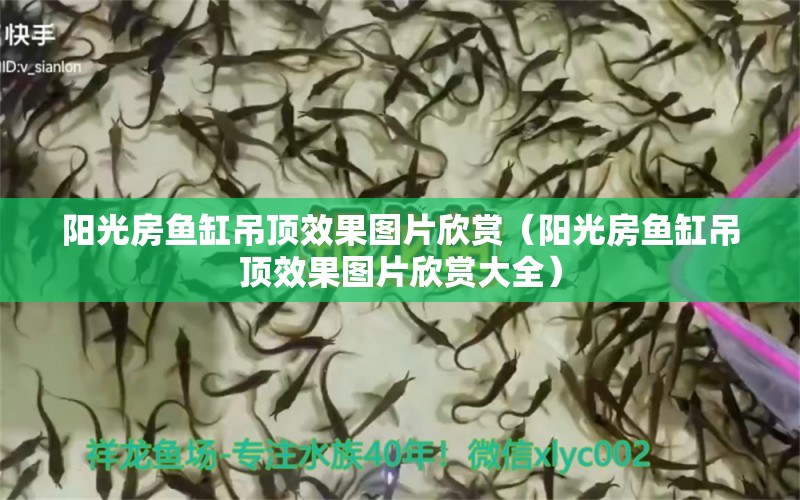 阳光房鱼缸吊顶效果图片欣赏（阳光房鱼缸吊顶效果图片欣赏大全）