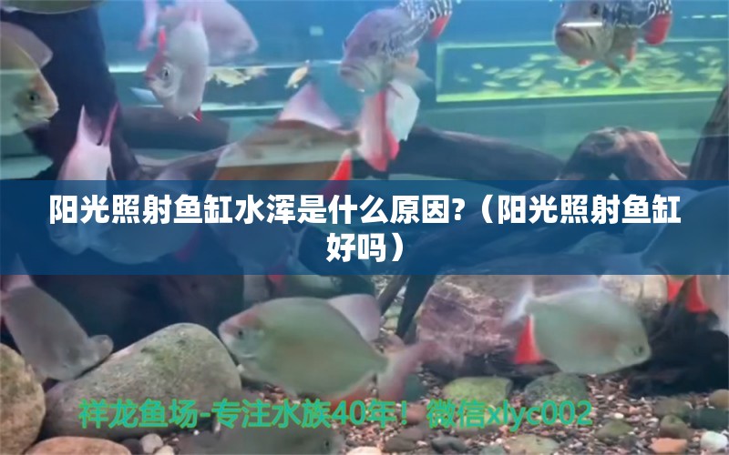 阳光照射鱼缸水浑是什么原因?（阳光照射鱼缸好吗）