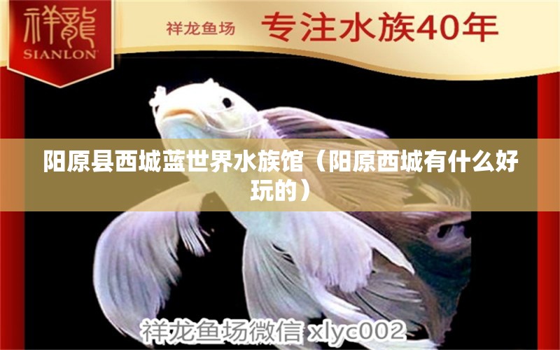 阳原县西城蓝世界水族馆（阳原西城有什么好玩的） 全国水族馆企业名录