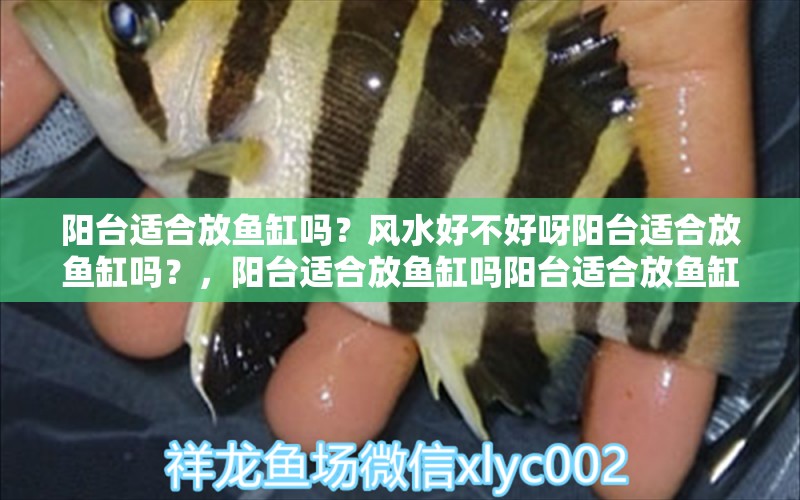 阳台适合放鱼缸吗？风水好不好呀阳台适合放鱼缸吗？，阳台适合放鱼缸吗阳台适合放鱼缸吗风水好不好呀