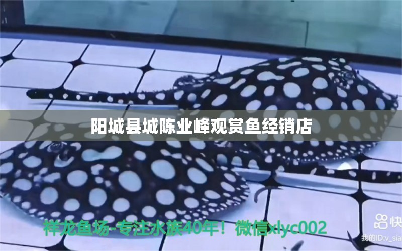 阳城县城陈业峰观赏鱼经销店 全国水族馆企业名录