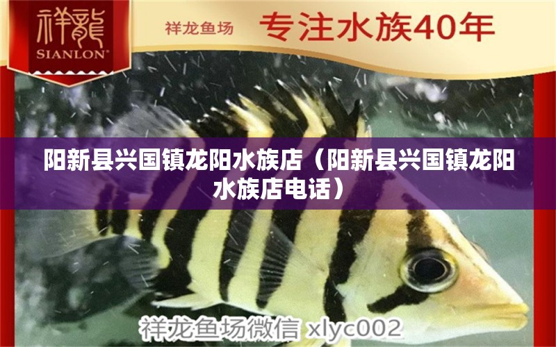 阳新县兴国镇龙阳水族店（阳新县兴国镇龙阳水族店电话） 全国水族馆企业名录