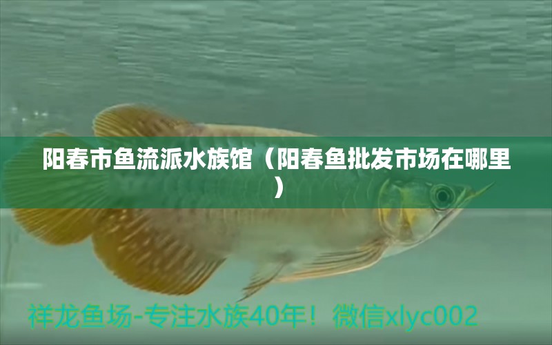 阳春市鱼流派水族馆（阳春鱼批发市场在哪里）