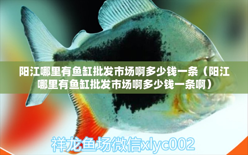 阳江哪里有鱼缸批发市场啊多少钱一条（阳江哪里有鱼缸批发市场啊多少钱一条啊） 祥龙水族医院