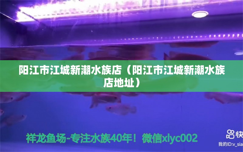 阳江市江城新潮水族店（阳江市江城新潮水族店地址）