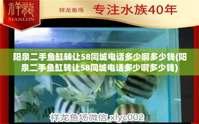 阳泉二手鱼缸转让58同城电话多少啊多少钱(阳泉二手鱼缸转让58同城电话多少啊多少钱) 黑云鱼 第1张