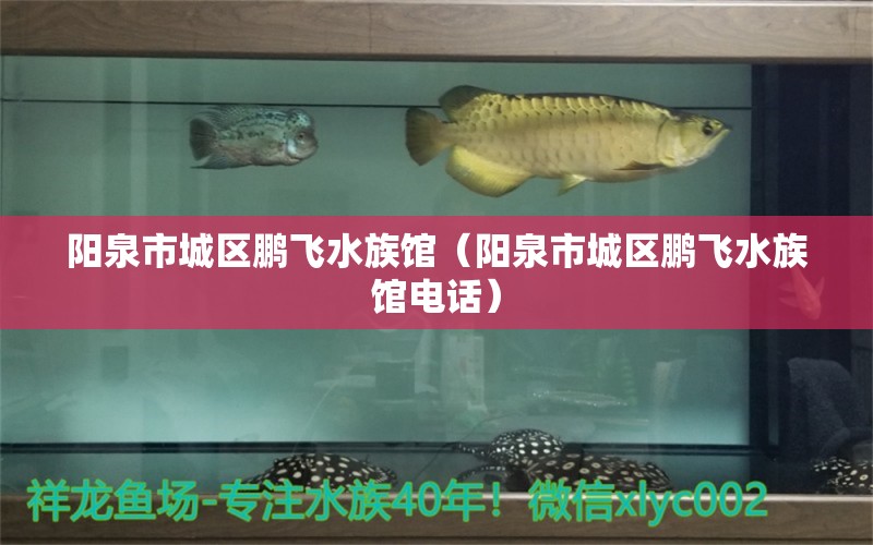 阳泉市城区鹏飞水族馆（阳泉市城区鹏飞水族馆电话） 全国水族馆企业名录