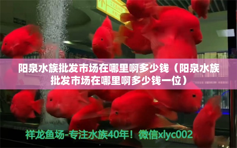 阳泉水族批发市场在哪里啊多少钱（阳泉水族批发市场在哪里啊多少钱一位）