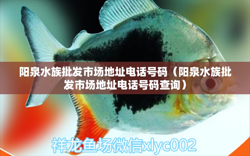 阳泉水族批发市场地址电话号码（阳泉水族批发市场地址电话号码查询） 观赏鱼水族批发市场