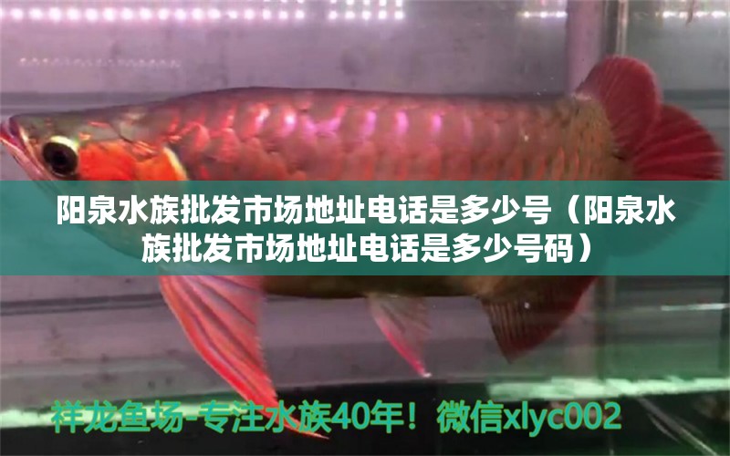 阳泉水族批发市场地址电话是多少号（阳泉水族批发市场地址电话是多少号码）