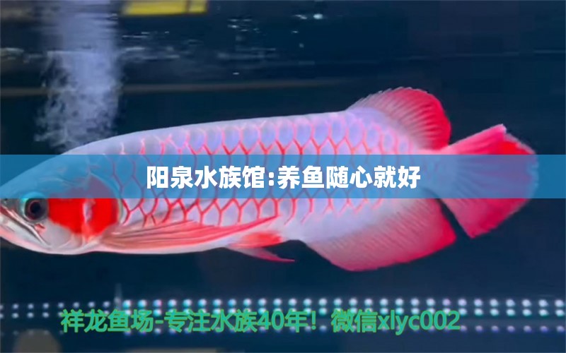 阳泉水族馆:养鱼随心就好 蓝底过背金龙鱼 第6张