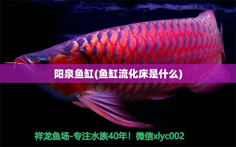 阳泉鱼缸(鱼缸流化床是什么)