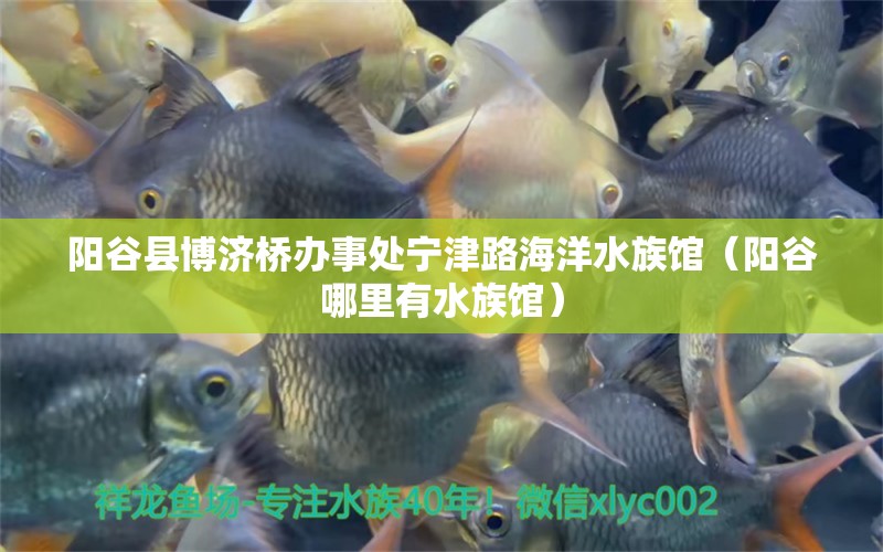 阳谷县博济桥办事处宁津路海洋水族馆（阳谷哪里有水族馆）