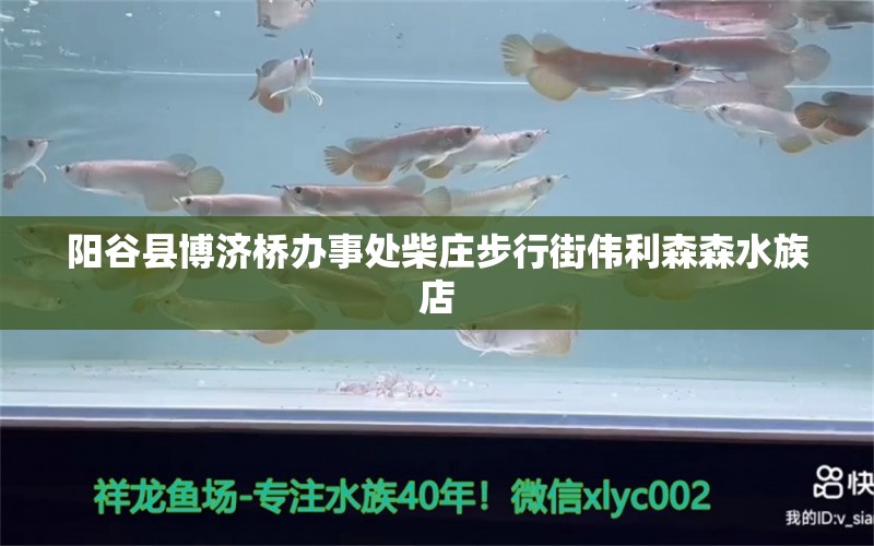 阳谷县博济桥办事处柴庄步行街伟利森森水族店