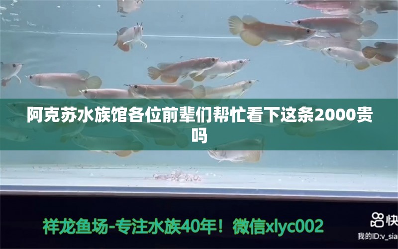 阿克苏水族馆各位前辈们帮忙看下这条2000贵吗 斯维尼关刀鱼