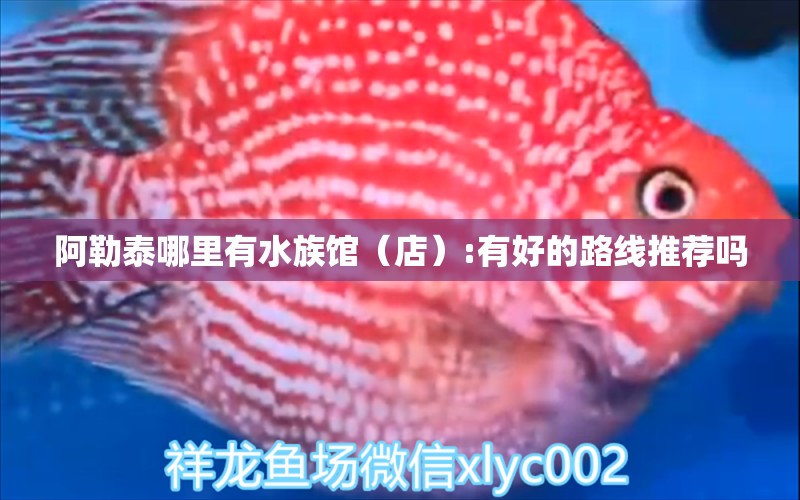 阿勒泰哪里有水族馆（店）:有好的路线推荐吗 观赏鱼水族批发市场