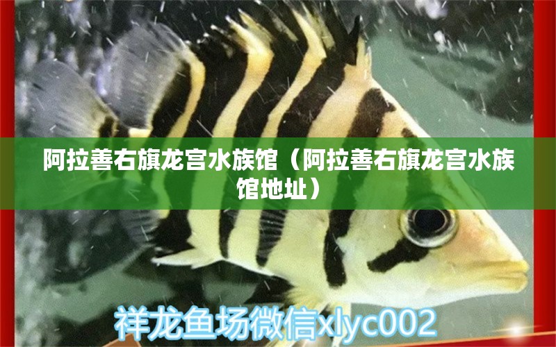 阿拉善右旗龙宫水族馆（阿拉善右旗龙宫水族馆地址）